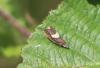 Dichrorampha petiverella
